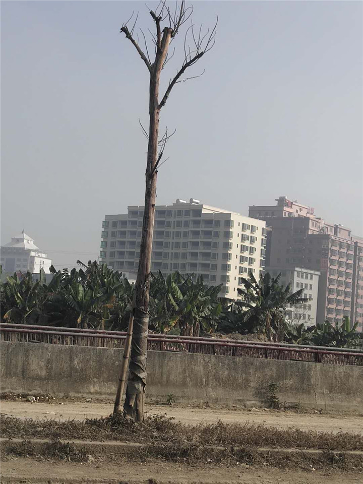 虎门沿江高速口小产权房