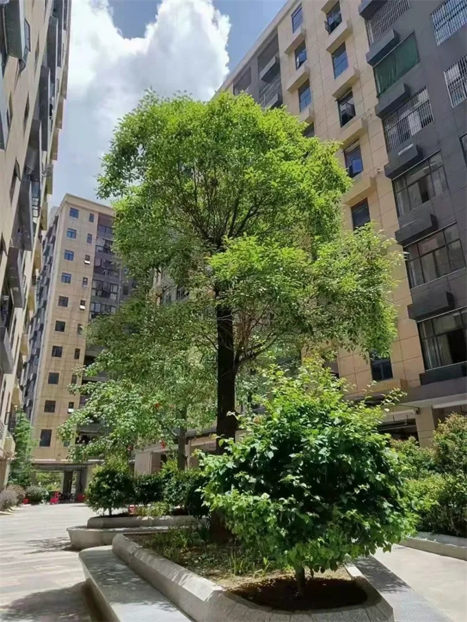 石岩三栋500户统建楼《美丽家园》9800元/平米，可落户(图1)