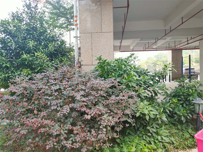 石岩三栋500户统建楼《美丽家园》9800元/平米，可落户(图5)